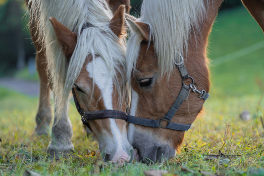 Zigarren & Year of the Horse 2026 – Warum das Jahr des Pferdes perfekt zu Luxus, Charakter und einem besonderen Humidor passt